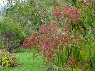 heptacodium miconioides