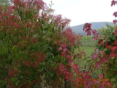 heptacodium miconioides