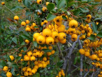 pyracantha Soleil d'Or