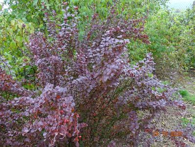 berberis Orange Rocket