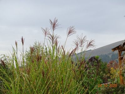 miscanthus sinensis Zebrinus