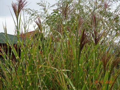 miscanthus sinensis Zebrinus