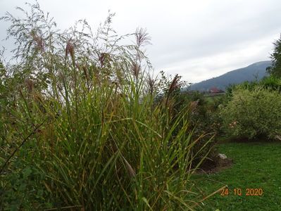 miscanthus sinensis Zebrinus