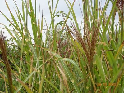 miscanthus sinensis Zebrinus