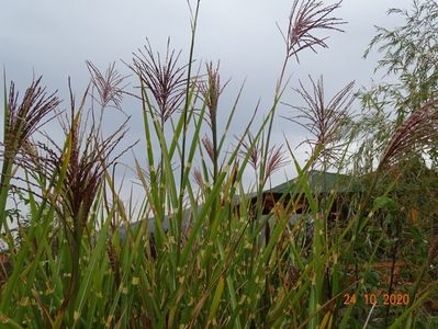 miscanthus sinensis Zebrinus