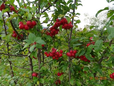 malus Red Sentinel