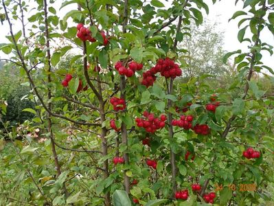 malus Red Sentinel