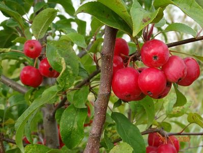 malus Red Sentinel