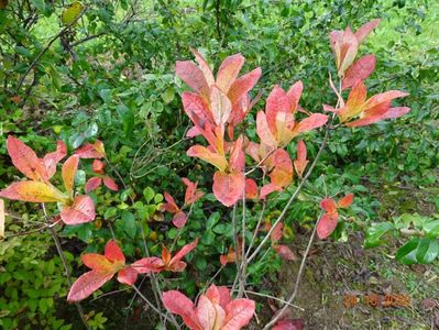 azalea Goldtopas