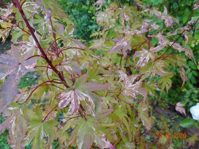 acer palm. Asahi-Zuru