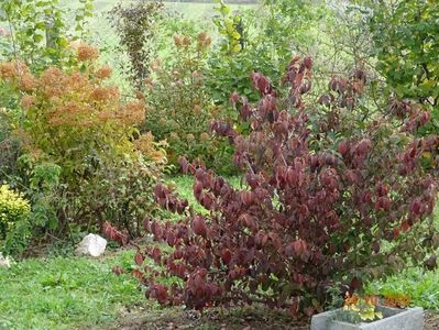 viburnum tomentosum