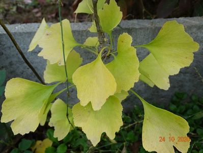 gingko biloba