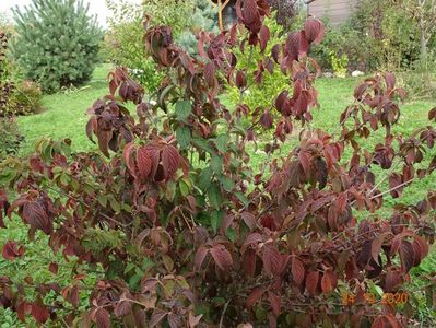 viburnum tomentosum