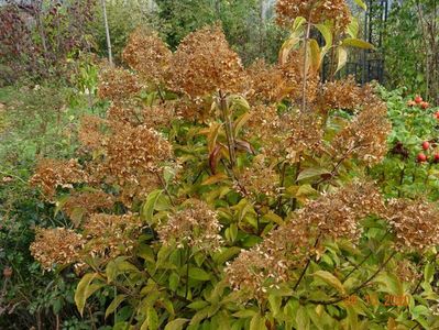 hydrangea pan. Phantom