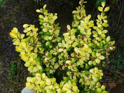 berberis Golden Rocket