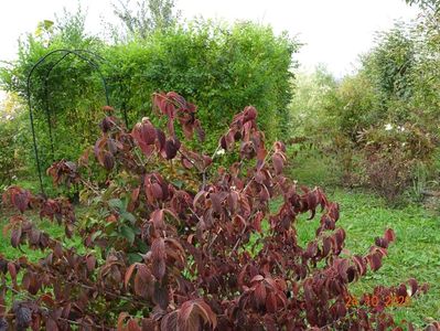 viburnum tomentosum