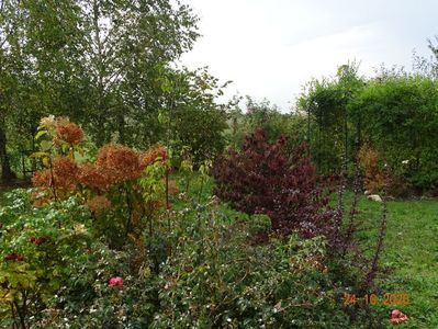 hydrangea pan. Phantom, viburnum tomentosum