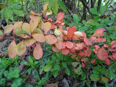 berberis Diabolicum