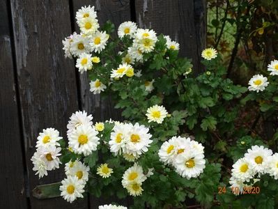 chrysanthemum Poesie