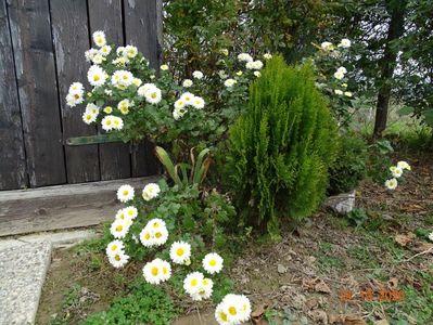 chrysanthemum Poesie