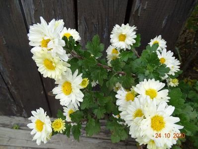 chrysanthemum Poesie