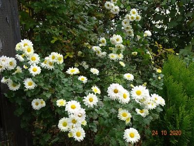 chrysanthemum Poesie