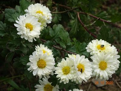 chrysanthemum Poesie