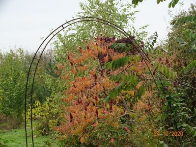 rhus typhina