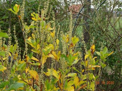 clethra alnifolia