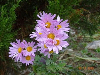 chrysanthemum Clara Curtis