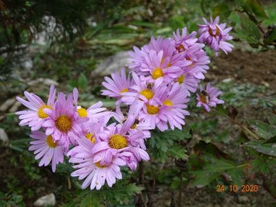 chrysanthemum Clara Curtis