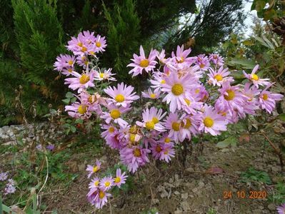 chrysanthemum Clara Curtis