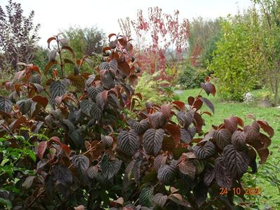 viburnum plicatum Popcorn