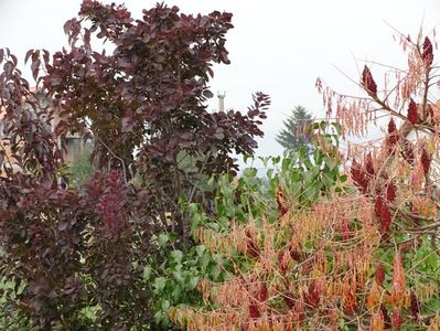 cotinus coggyria Royal Purple, rhus typhina