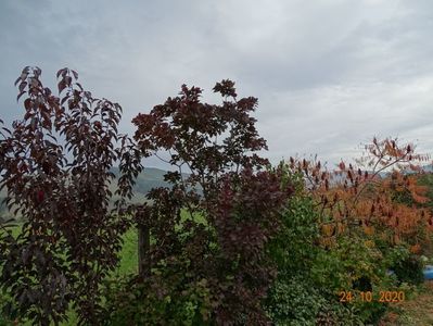 cotinus coggyria Royal Purple, rhus typhina