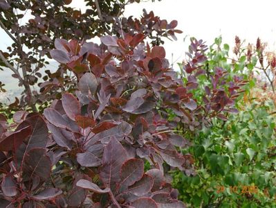 cotinus coggyria Royal Purple