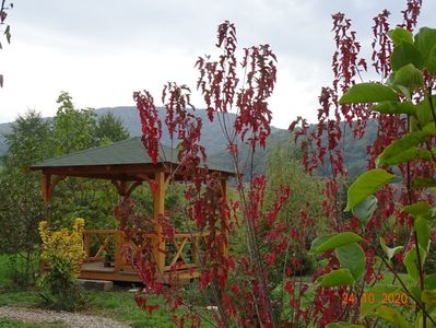 acer tataricum