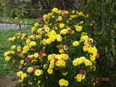 chrysanthemum Nantyderry Sunshine