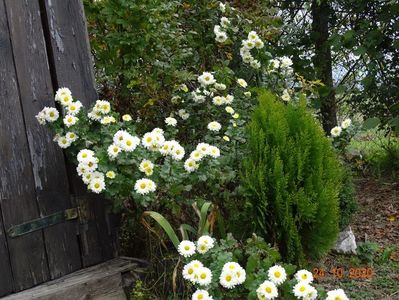 chrysanthemum Poesie