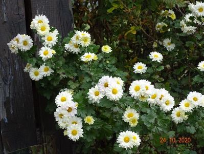 chrysanthemum Poesie