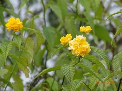 kerria japonica