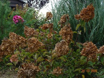 hydrangea pan. Vanille Fraise