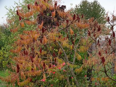 rhus typhina