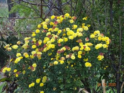 chrysanthemum Nantyderry Sunshine