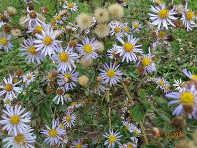 aster ageratoides Asran