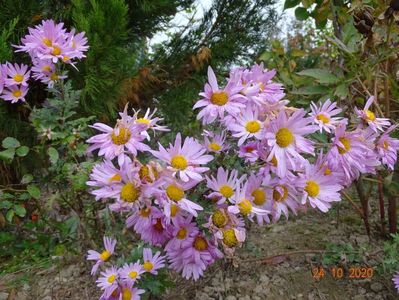 chrysanthemum Clara Curtis