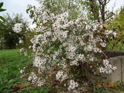 aster pringlei Monte Cassino