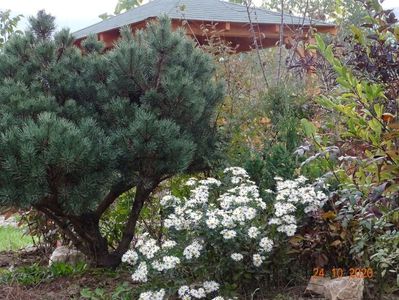 aster ageratoides Ashvi, pinus Watereri