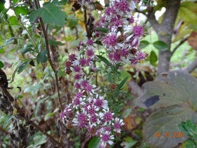 aster Lady in Black