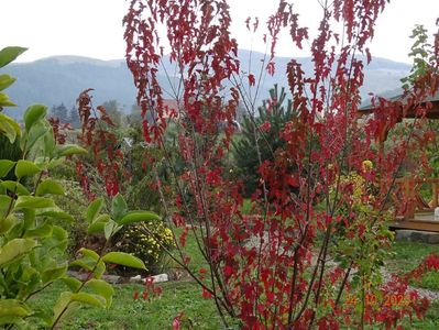 acer tataricum